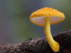 redesignrevolution:  Steve Axford Takes a Look Into the Wild World of Fungi 