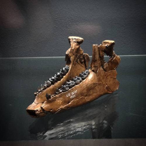 #exhibition #museum #naturalhistory #propaleotherium #fossil #skeletton #jaw (hier: Naturkundemuseu