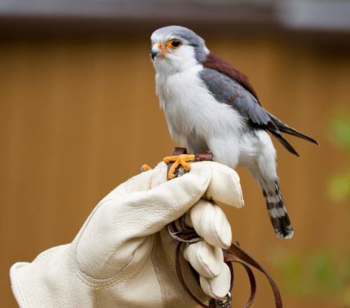 bugaboopoo: sixpenceee: This is a pygmy falcon. It is the smallest raptor on the continent. As a sma