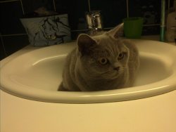 cute-overload:  Zoe was scared by the fireworks outside and fled to the windowless bathroom.http://cute-overload.tumblr.com source: http://imgur.com/r/aww/E179HSU