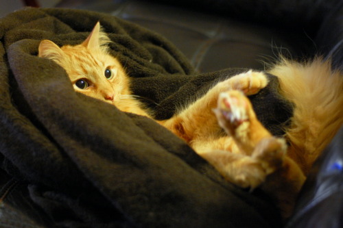 pabuthefirecat:Hope everyone is snug and safe.