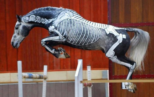 ainawgsd:Skeleton Horses