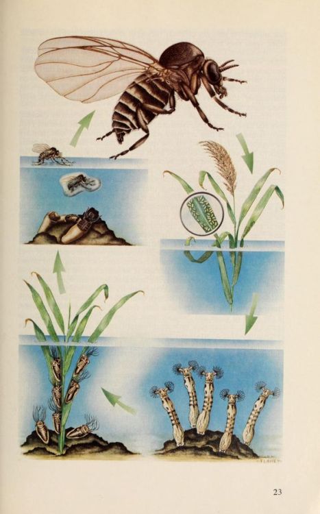 nemfrog: “Life cycle of a black fly.” Biting flies attacking man and livestock in C