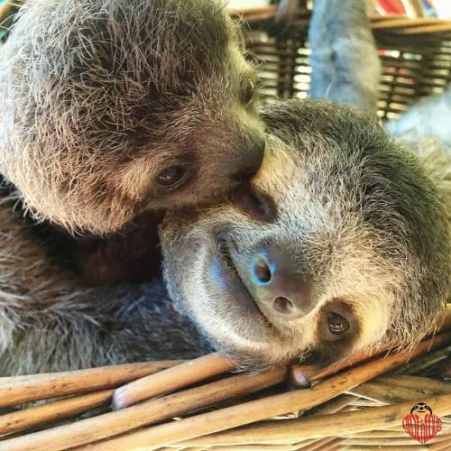 primatography:Day 4 of Monster…getting snuggles from other babies during her time in the nursery. #S