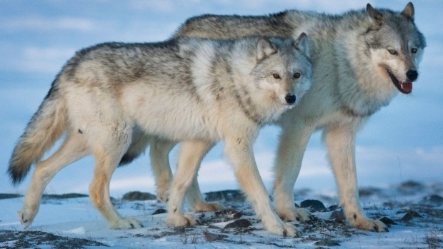 Gray wolf subspecies