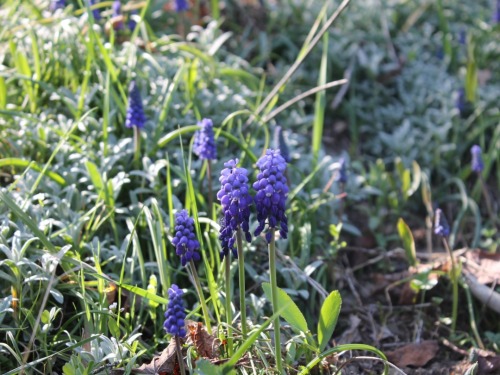 Muscari Or Mouse Hyacinth. (lat.Muscri)