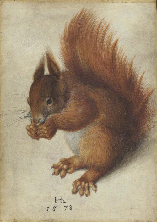 design-is-fine:  Hans Hoffmann, Red Squirrel, 1578. Watercolor and gouache on vellum. Nuremberg, Germany. National Gallery of Art, Washington. 