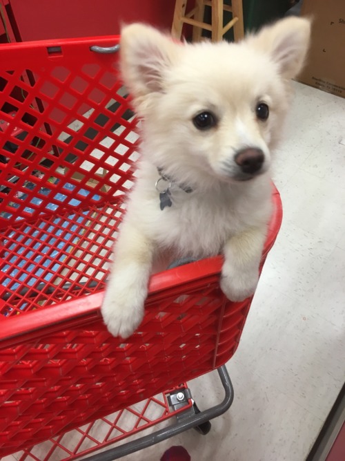 klefable:this pup apparently escaped from a car in the parking lot, so someone brought him to guest 