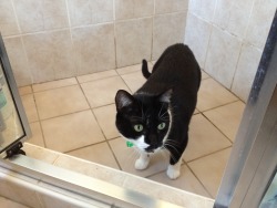 silvertalion:  He cried until I opened the shower door and let him in.  He got in, stood there purring for about a minute, and then got out again and walked away.  Cats are a mystery.  