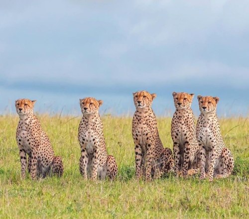 Tano Bora!Mara’s Famous Fast &amp; Furious Cheetah Coalition Pose Purrfectly for #wildographer @jedw