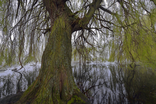 WOOD ON WATER by DESPITE STRAIGHT LINES on Flickr.