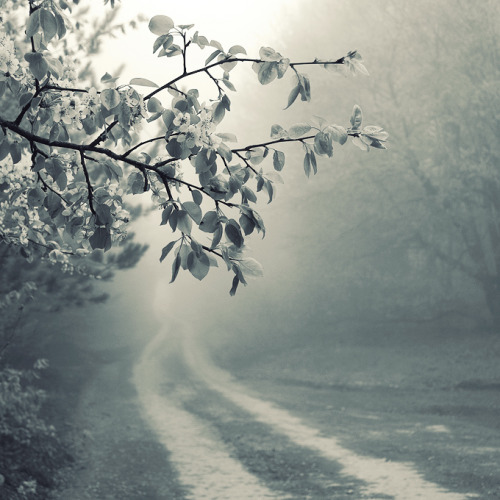 leenik, foggy road, 2015