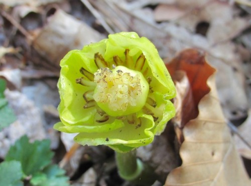 The mystery plant: I’m told this is a mutation of mayapple or Podophyllum peltatum, which are certai