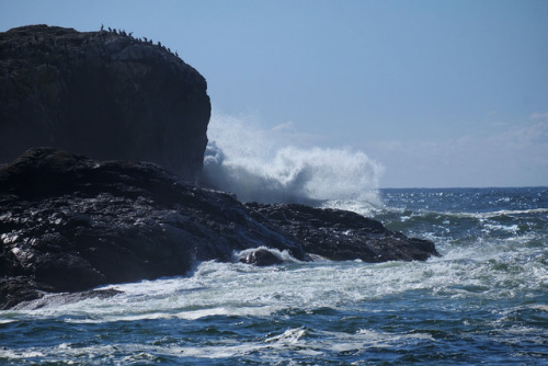 the cormorants have found a safe placepacific rim national park, bc