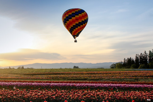 Wooden Shoe tulip farm in Oregon.