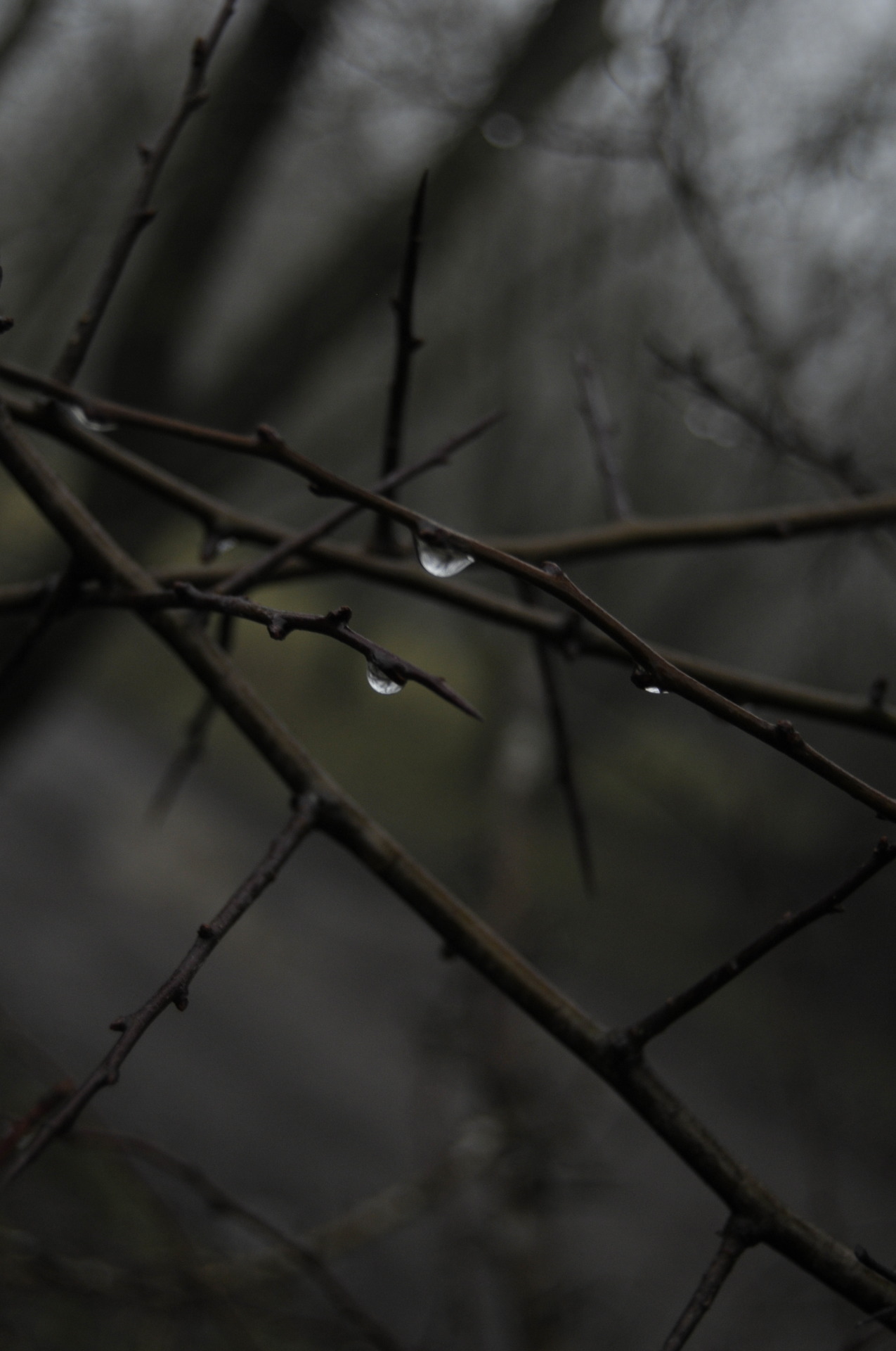 metal-mistress:  Own. Winter droplets. 