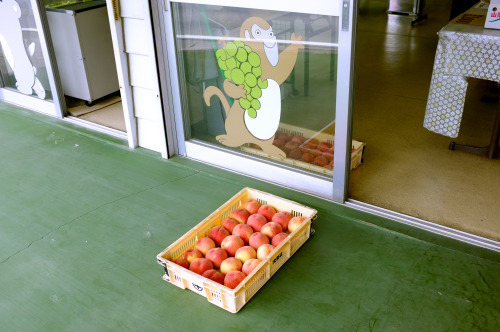 Peach Picking in Yamanashi