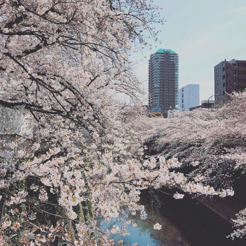 kvnai:今日、桜を投稿したら負けかなと思う。 — #桜 #九分咲き  by  hirohiko yano