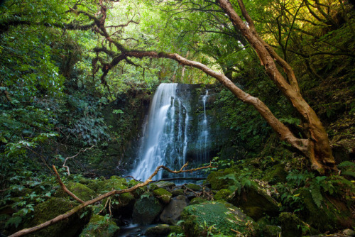 90377: Kahurangi National Park , New Zealand by Martin Davies
