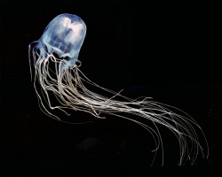 scinerds:  Possible Cure for Deadliest Jellyfish Sting Discovered  The fearsome box jellyfish packs venom that is among the deadliest in the world, but a new treatment may take the sting out of its powerful poison, according to a new study. The study