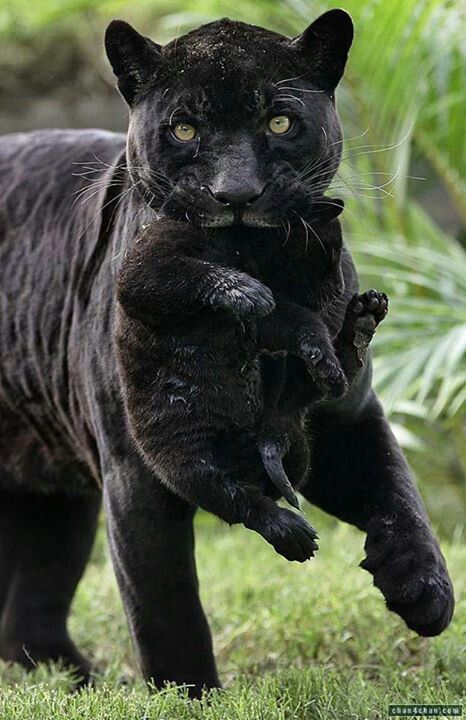 wildlifepower:   B-B-B-BLACK PANTHERS TIME!!! A black panther is typically a melanistic