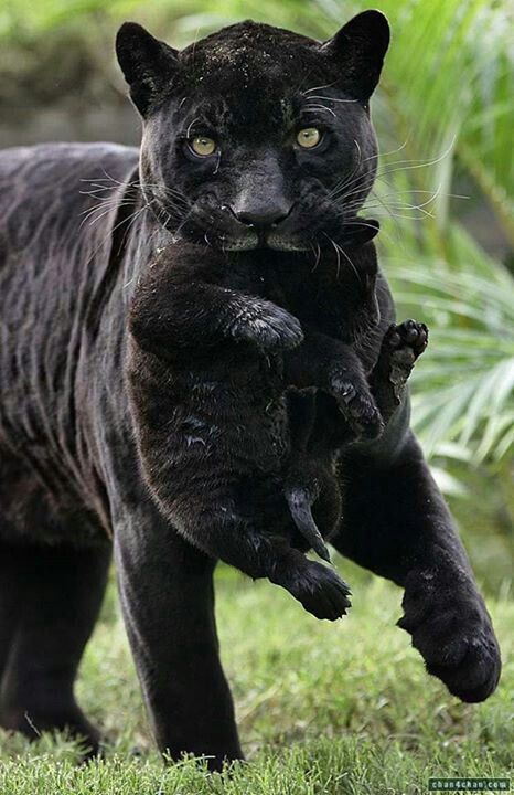 wildlifepower:   B-B-B-BLACK PANTHERS TIME!!! porn pictures