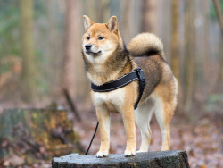 sheeba-inu:  Mikan (queen of the forest?)