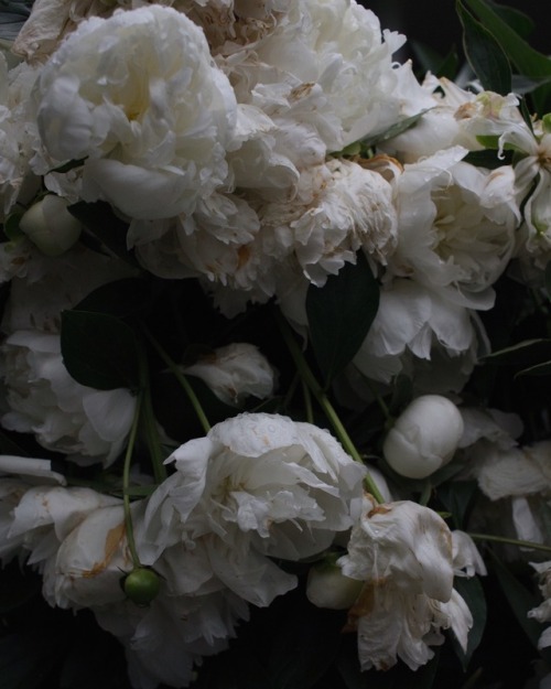 millayblog: Beautiful peonies I stumbled upon after a heavy rain | @millayvintage