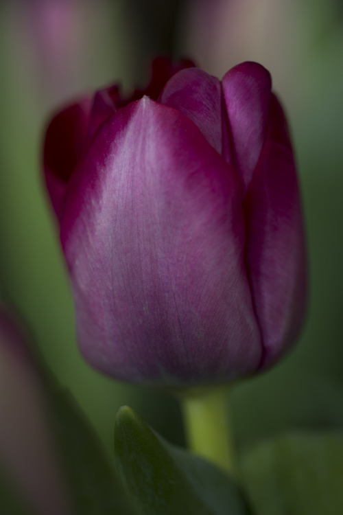 more tulip love