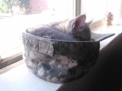 He crawled into Nick&rsquo;s hat on the window and promptly fell asleep. I don&rsquo;t really post pictures relating to my husband&rsquo;s uniform but this was too cute not to share, enjoy  *edit* Don&rsquo;t be a dick and delete my text or change the