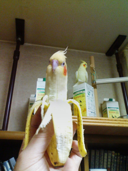 becausebirds: senseislouch: fat-little-dinos: honpun: I KNEW IT!!! Lutino tiels are actually bananas
