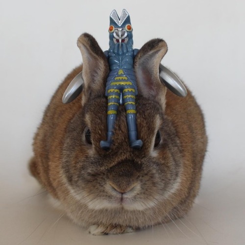 #のせうさぎ #konatsu #usagi #bunny ##bunniesworldwide