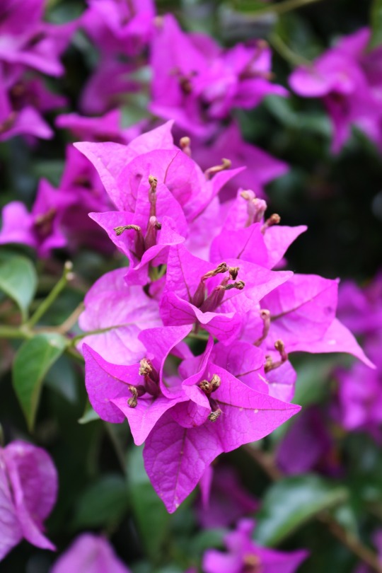 Bougainvillea Dresden, Germany