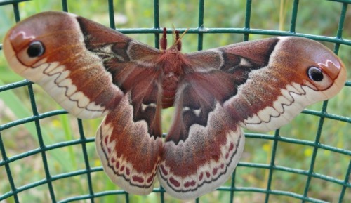 bbyengel: promethea moth