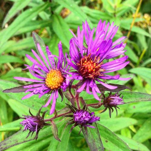 Love me some purple asters in the fall. #wildflowers #roadsidebeauty #nature #explore #NEPA #picofth