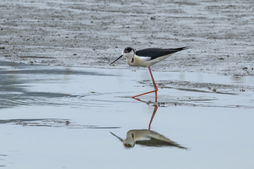 セイタカシギ（Black-winged Stilt）