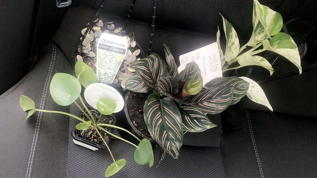 I did the stressful things and treated myself to more plants than I should have… 