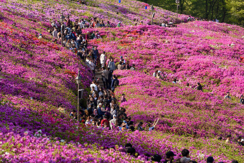 Gunpo Royal Azalea Festival, Gyeonggi-do