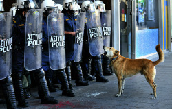 leonjinkim:  Loukanikos, the Greek riot dog—ain’t he cute?! “And the riot be the rhyme of the unheard.” - Rage Against the Machine 