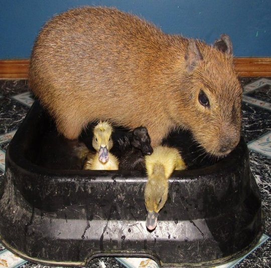 screambirdscreaming:  cantavier:  gaylor-moon:  lizardsister:  33v0:  33v0:  what is it about capybaras that attracts groups of small animals to them? Its not just mammals either its like birds and turtles and frogs too   look at this shit They radiate