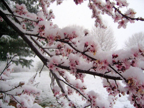 Sex tulipnight:  Cherry Blossoms in the snow pictures