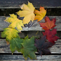 awtumnleafs:  want more autumn?! follow awtumnleafs