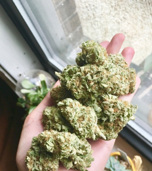 jaded-gay-jay-baby: Some beautiful nugs of Platinum Kush