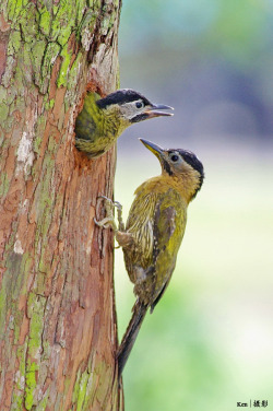 funkysafari:  Laced Woodpecker nesting by kengoh8888