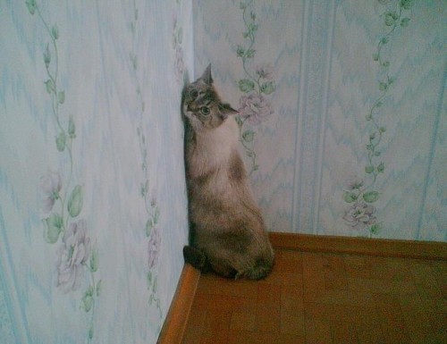 catasters:  “Are you still mad at me?” 
