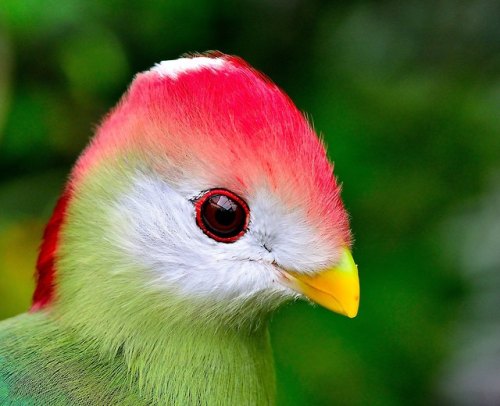 wtxch:Red Crested Turaco by Mark Clayden
