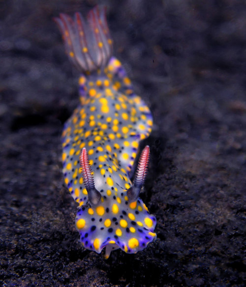 seirye:  moonlit-seashells:  the-awesome-quotes:  Sea Slugs That Prove Aliens Already Live On Planet Earth  seirye  SCREEEEE 