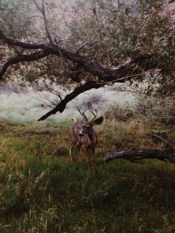 grumpygrizzlies:  Zion National Park in Utah