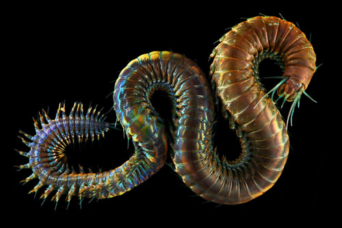 Newly Discovered Deep Sea Worms Unknown to Science Scientist and marine researcher Alexander Se