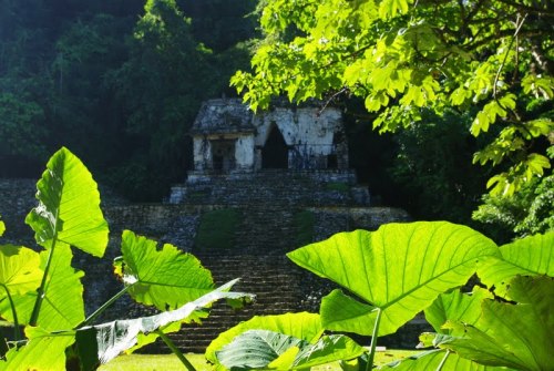 tropiqua-l:  poussieresdempires:  Palenque, Mexique 2009 (by Félix le Masne)  ☯️ q’d active and i fo